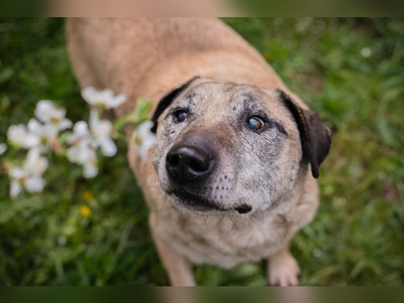 DARIJO - der liebe Kangal-Mix-Rüde sucht hundeerfahrene Menschen und träumt von einem eigenen Garten