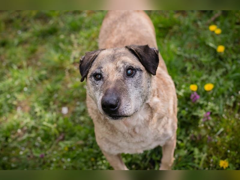 DARIJO - der liebe Kangal-Mix-Rüde sucht hundeerfahrene Menschen und träumt von einem eigenen Garten