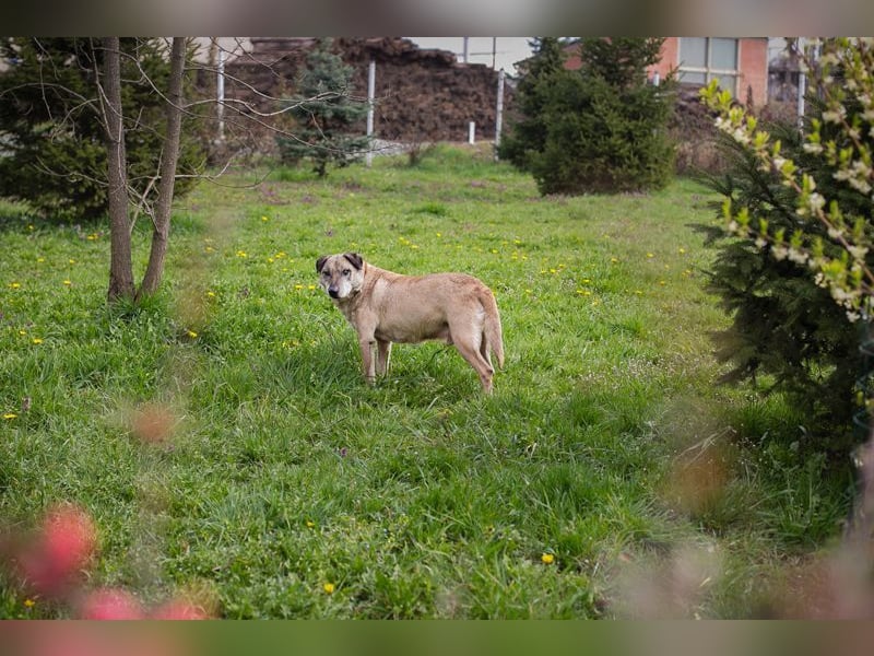 DARIJO - der liebe Kangal-Mix-Rüde sucht hundeerfahrene Menschen und träumt von einem eigenen Garten