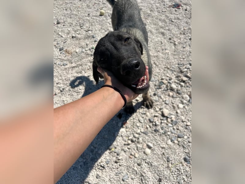 Sweetie Winnie sucht forever Home❤️