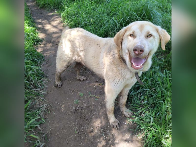 Liebenswerter SIERRO-sanfter Blick, gutmütig, sozial, verschmust, verspielt angenehmer Begleiter