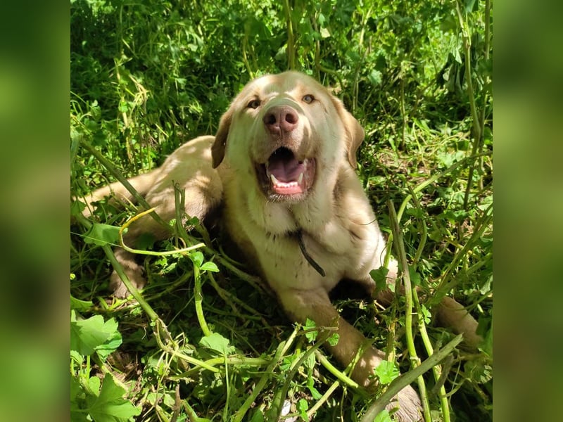 Liebenswerter SIERRO-sanfter Blick, gutmütig, sozial, verschmust, verspielt angenehmer Begleiter