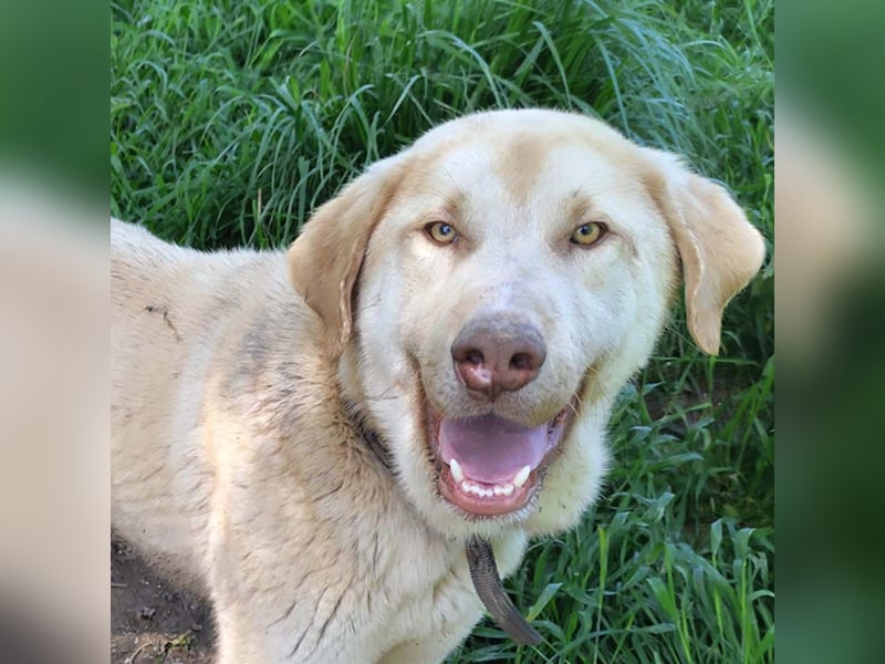 Liebenswerter SIERRO-sanfter Blick, gutmütig, sozial, verschmust, verspielt angenehmer Begleiter
