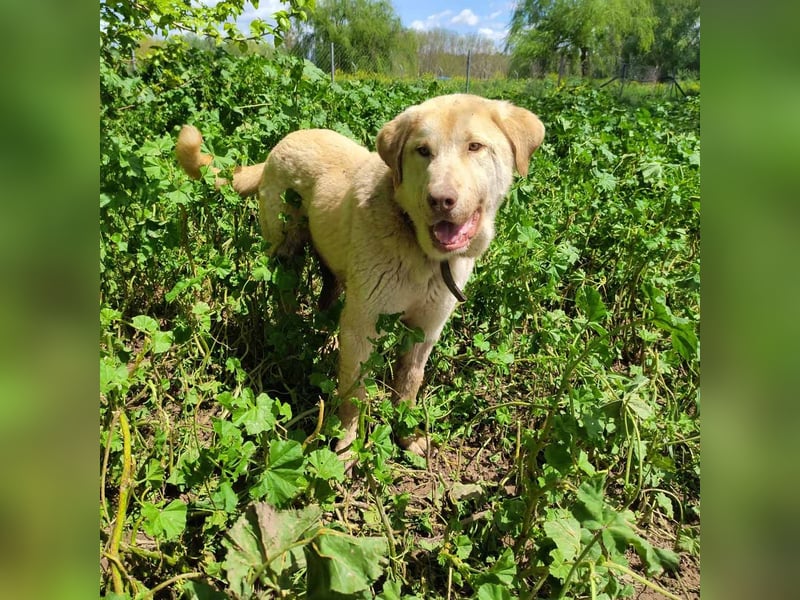 Liebenswerter SIERRO-sanfter Blick, gutmütig, sozial, verschmust, verspielt angenehmer Begleiter
