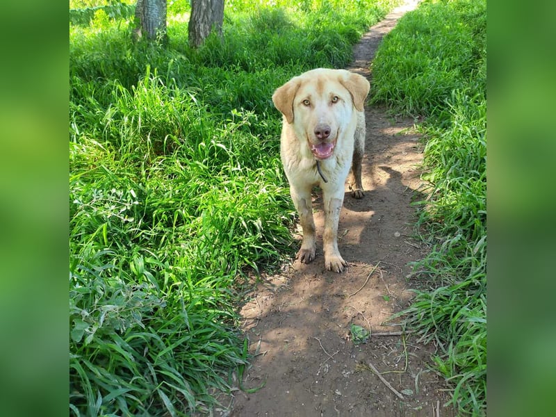 Liebenswerter SIERRO-sanfter Blick, gutmütig, sozial, verschmust, verspielt angenehmer Begleiter