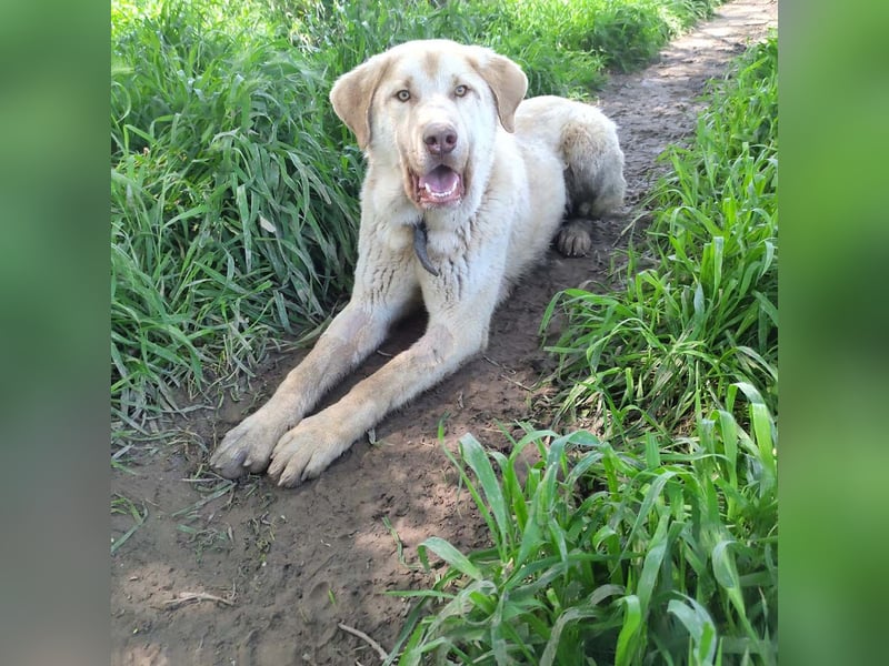 Liebenswerter SIERRO-sanfter Blick, gutmütig, sozial, verschmust, verspielt angenehmer Begleiter