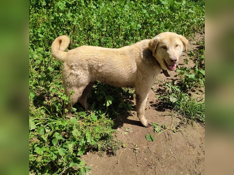 Liebenswerter SIERRO-sanfter Blick, gutmütig, sozial, verschmust, verspielt angenehmer Begleiter