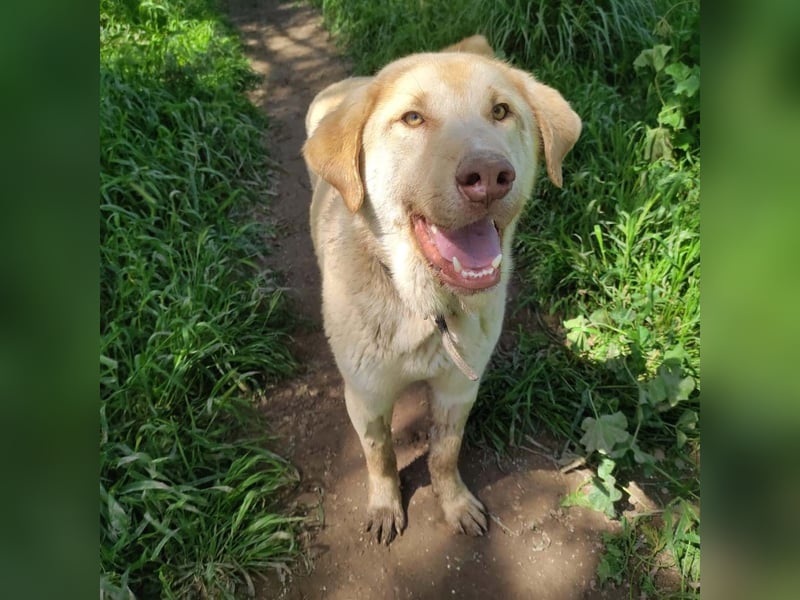 Liebenswerter SIERRO-sanfter Blick, gutmütig, sozial, verschmust, verspielt angenehmer Begleiter