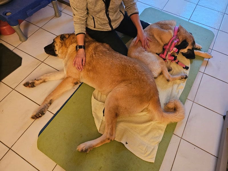 LittleBit – ein kleines Kangal-Wunder voller Lebensfreude