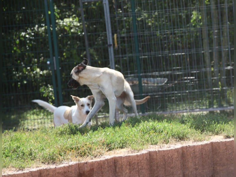 LittleBit – ein kleines Kangal-Wunder voller Lebensfreude