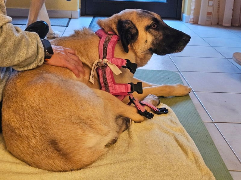 LittleBit – ein kleines Kangal-Wunder voller Lebensfreude