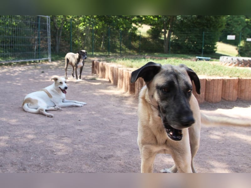 LittleBit – ein kleines Kangal-Wunder voller Lebensfreude