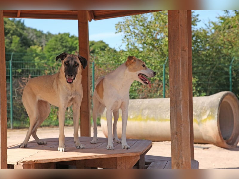 LittleBit – ein kleines Kangal-Wunder voller Lebensfreude