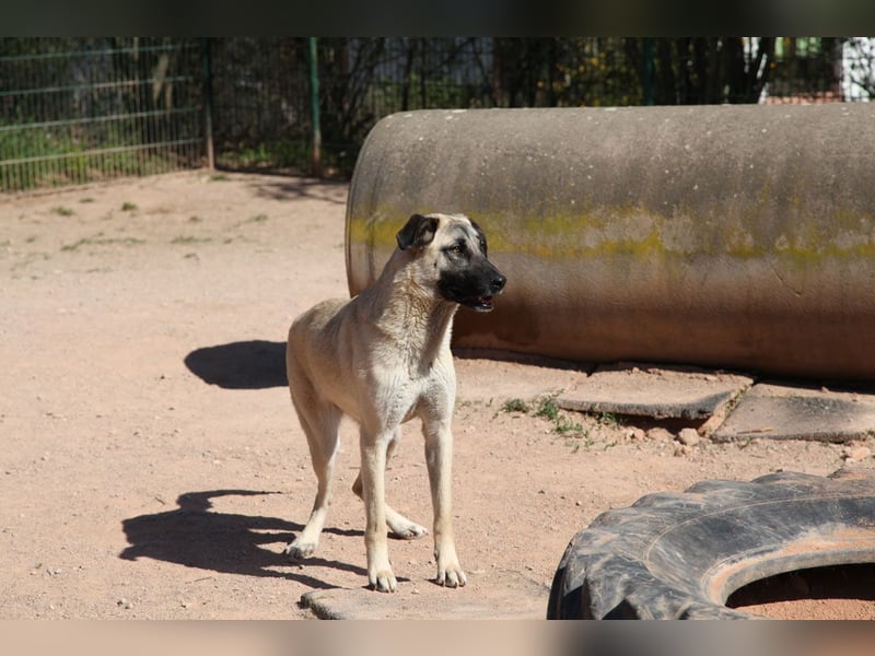 LittleBit – ein kleines Kangal-Wunder voller Lebensfreude