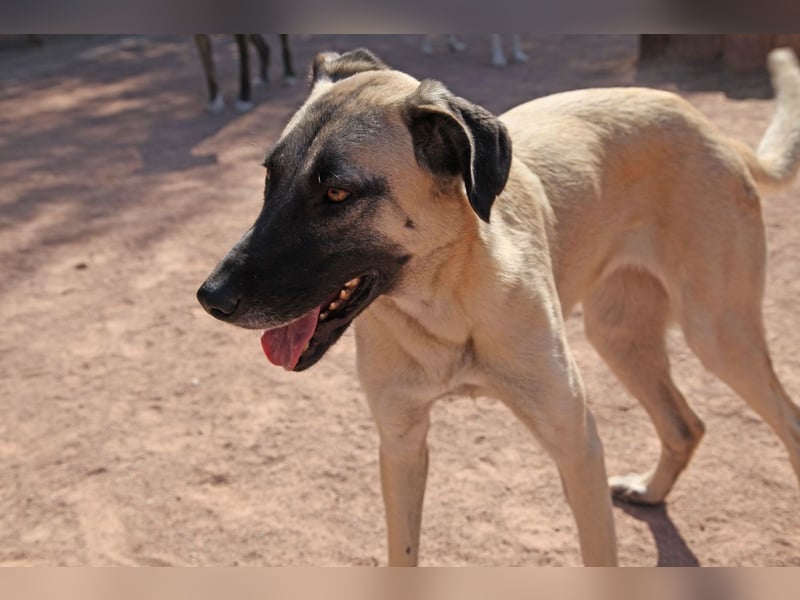 LittleBit – ein kleines Kangal-Wunder voller Lebensfreude