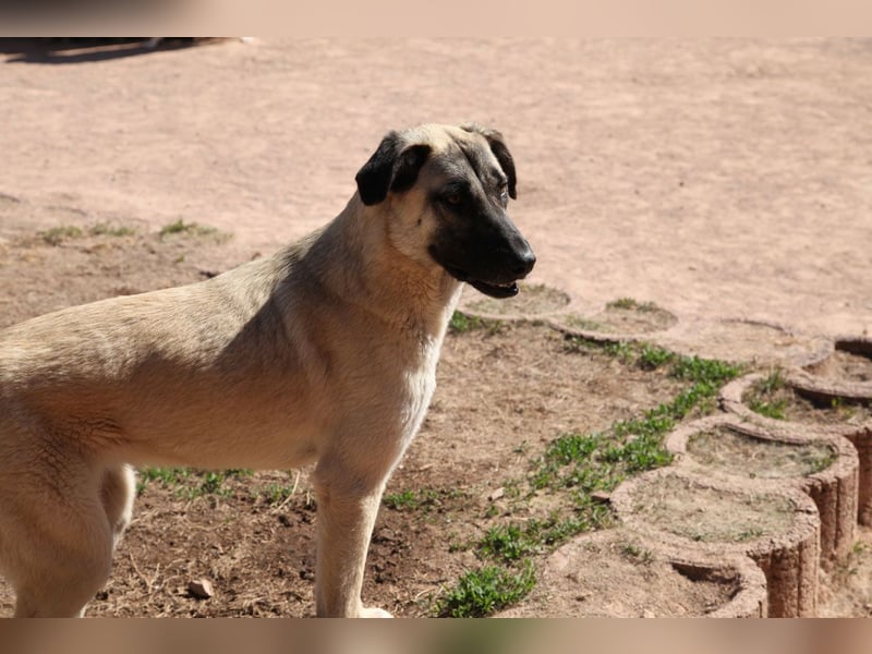 LittleBit – ein kleines Kangal-Wunder voller Lebensfreude