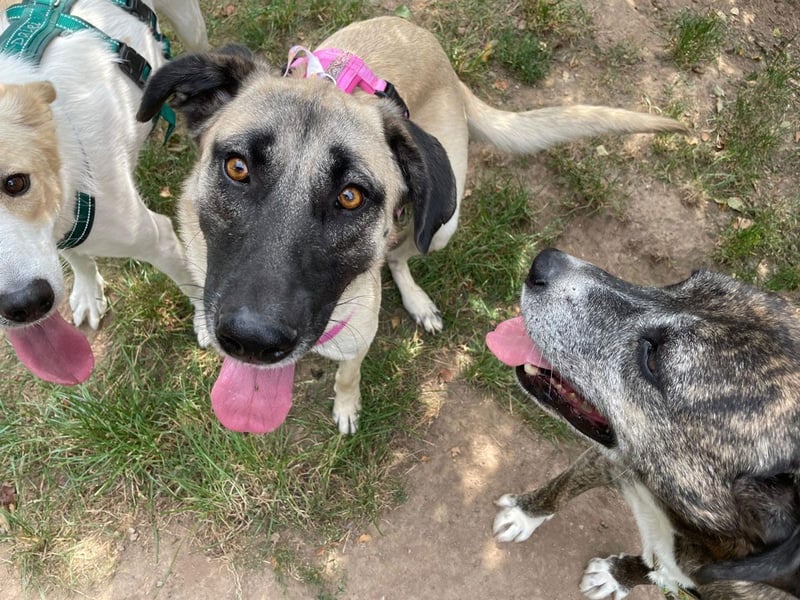 LittleBit – ein kleines Kangal-Wunder voller Lebensfreude