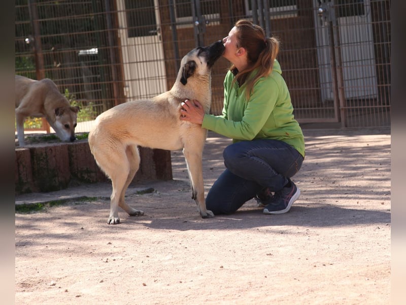 LittleBit – ein kleines Kangal-Wunder voller Lebensfreude