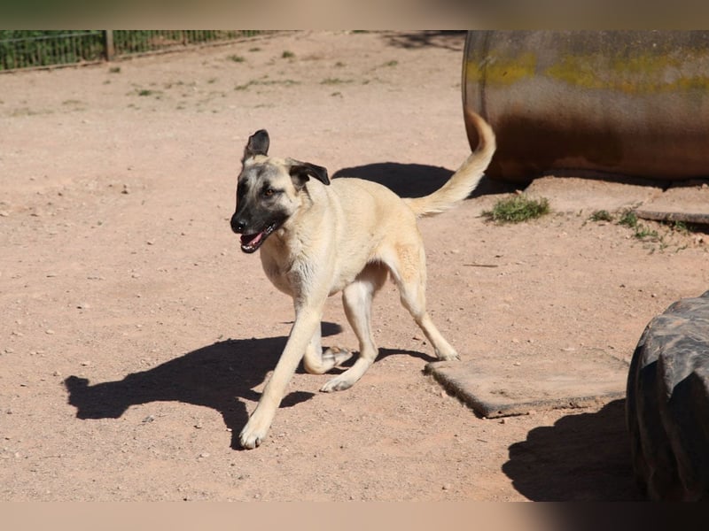LittleBit – ein kleines Kangal-Wunder voller Lebensfreude