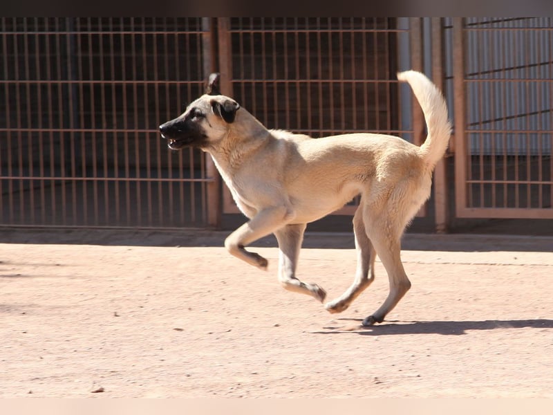 LittleBit – ein kleines Kangal-Wunder voller Lebensfreude