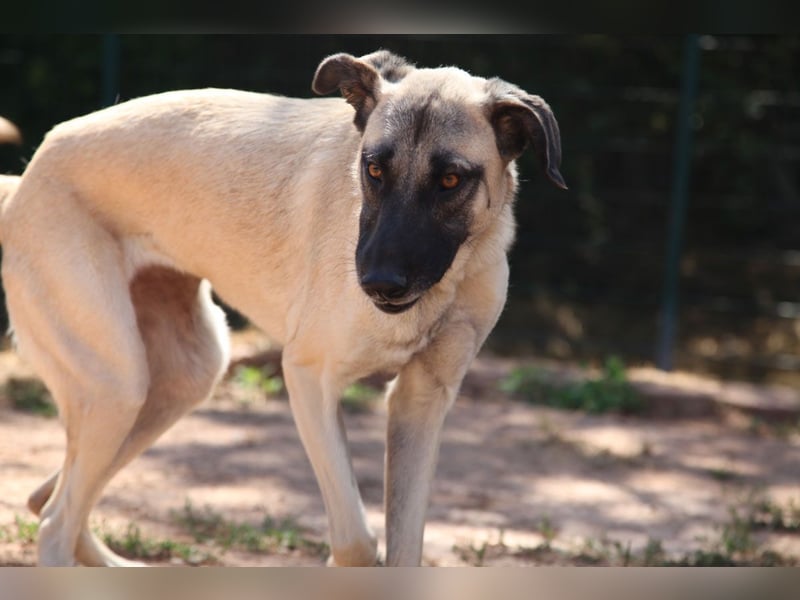 LittleBit – ein kleines Kangal-Wunder voller Lebensfreude