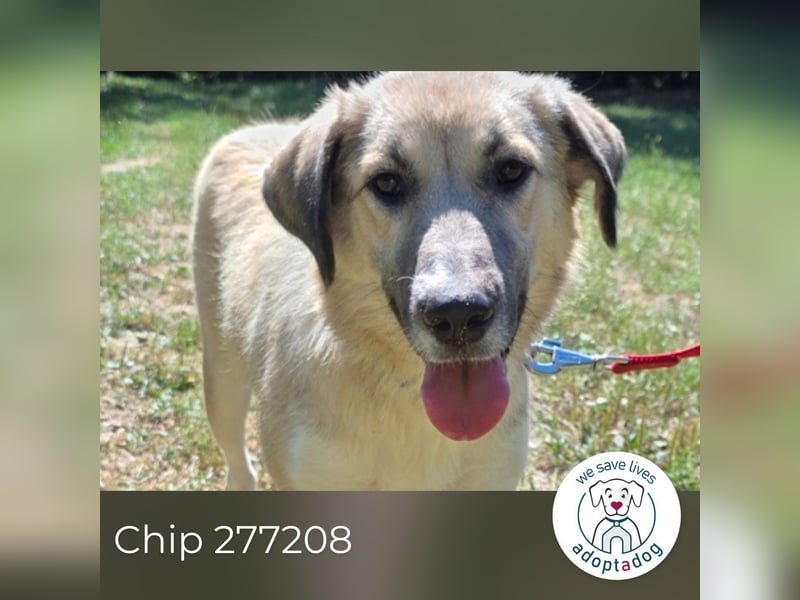 Chip 277208 sucht ein zu Hause