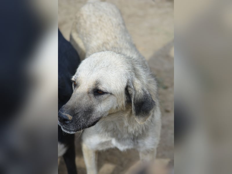 Rana (Kangal Mischling), ca. 2021 geboren, gut verträgliche Hündin, sehr lieb
