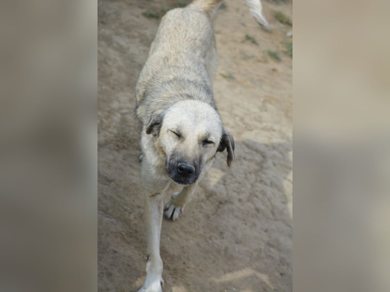 Rana (Kangal Mischling), ca. 2021 geboren, gut verträgliche Hündin, sehr lieb