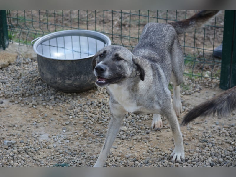 Nayala sucht ein Zuhause. Ca. 2023 geboren, Kangal-Mischling, sehr gut verträglich