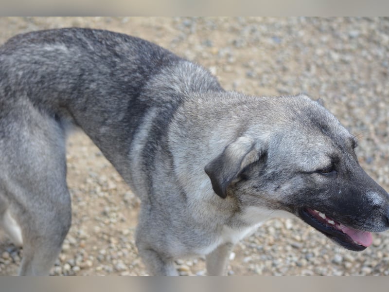 Nayala sucht ein Zuhause. Ca. 2023 geboren, Kangal-Mischling, sehr gut verträglich