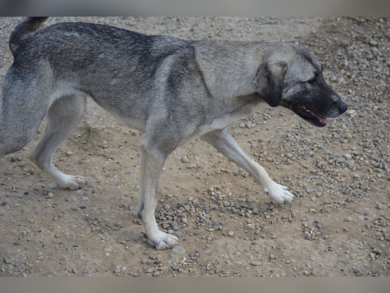 Nayala sucht ein Zuhause. Ca. 2023 geboren, Kangal-Mischling, sehr gut verträglich