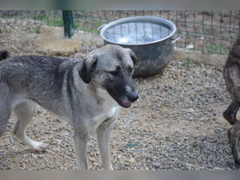 Nayala sucht ein Zuhause. Ca. 2023 geboren, Kangal-Mischling, sehr gut verträglich