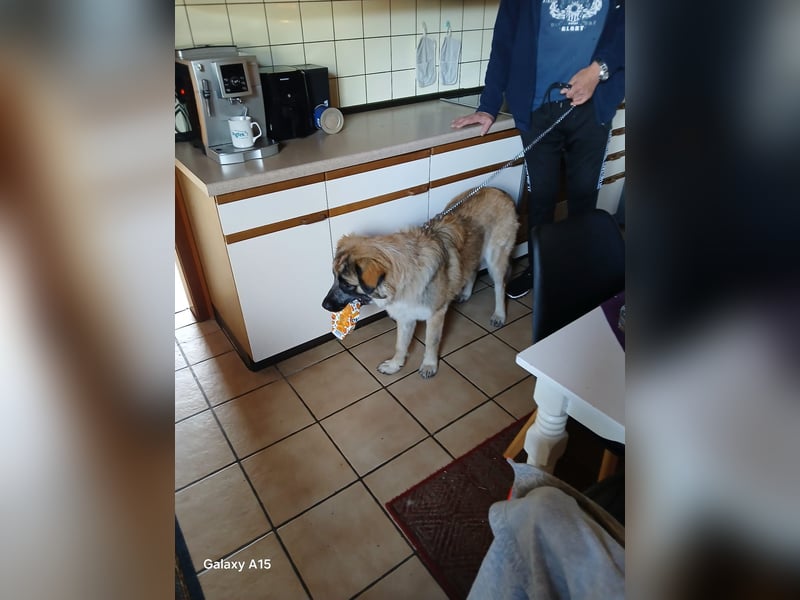 Kangal /Bernadiner Mix