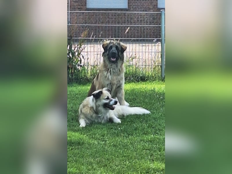Kangal /Bernadiner Mix