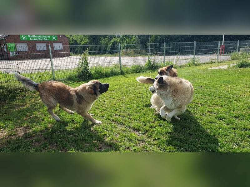 Kangal /Bernadiner Mix