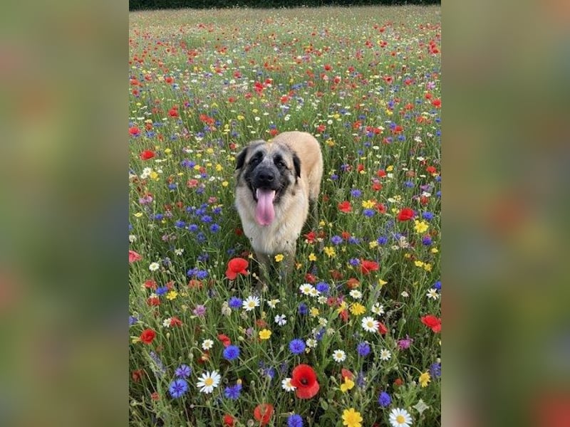 Kangal /Bernadiner Mix