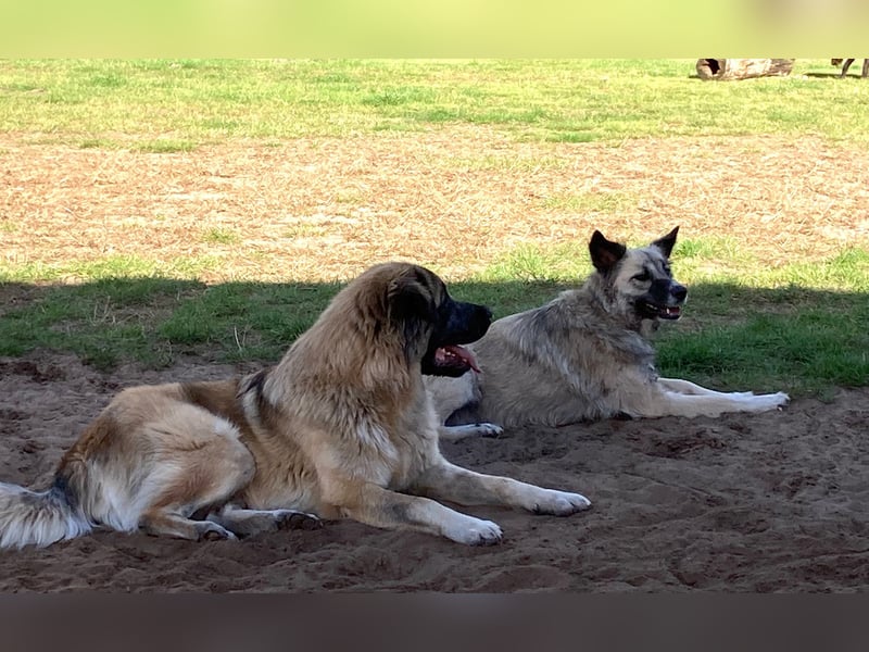 Kangal /Bernadiner Mix