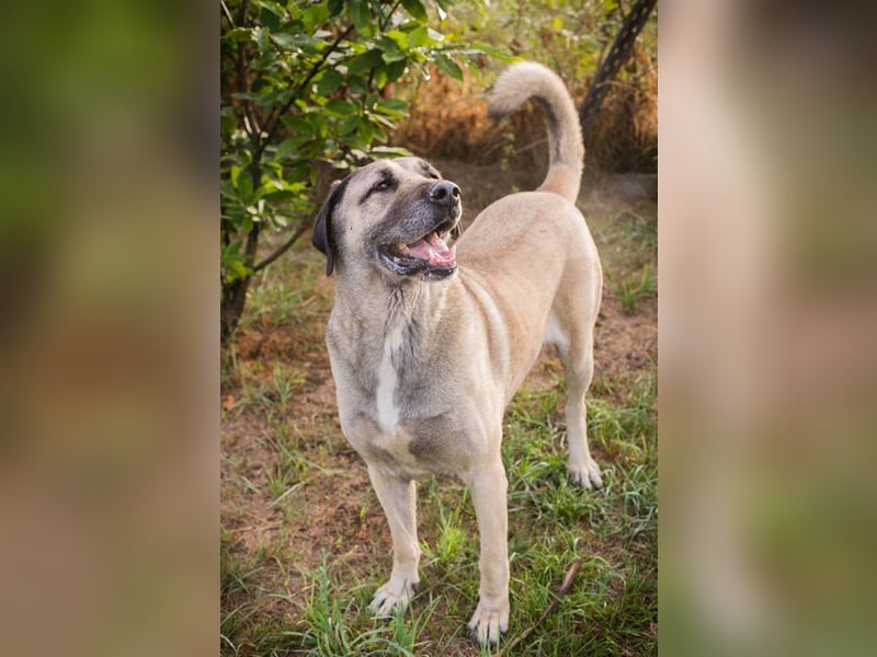 SILA - Wo sind meine Menschen mit Rasseerfahrung????