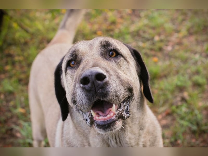 SILA - Wo sind meine Menschen mit Rasseerfahrung????