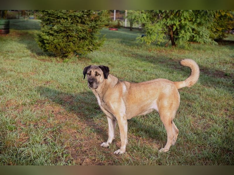 SILA - Wo sind meine Menschen mit Rasseerfahrung????