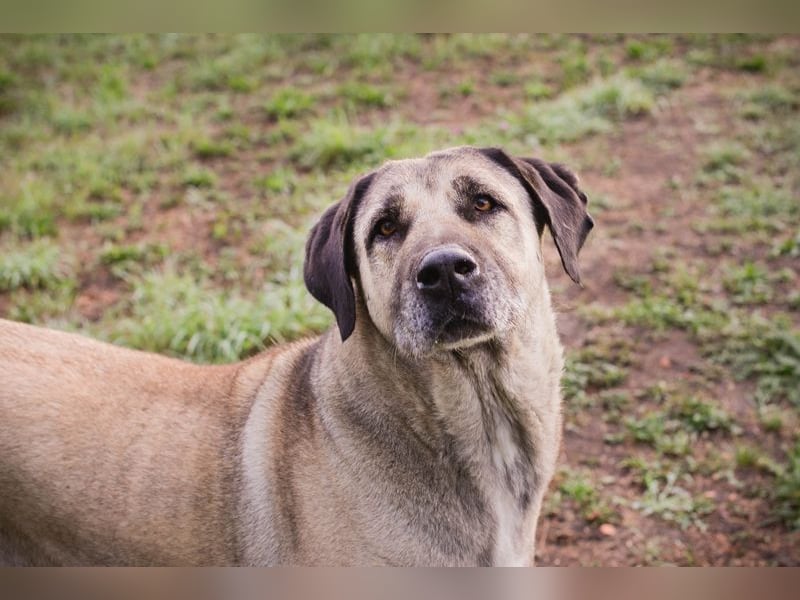 SILA - Wo sind meine Menschen mit Rasseerfahrung????