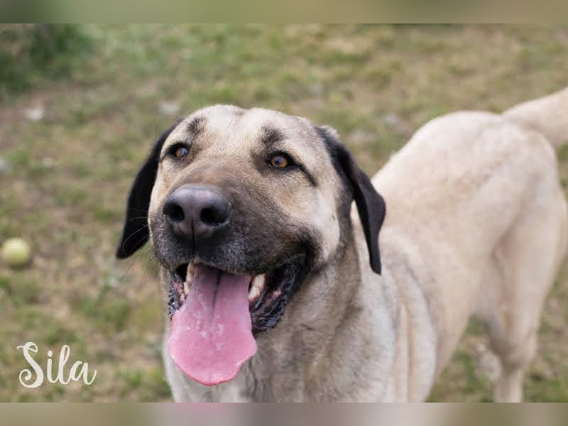 SILA - Wo sind meine Menschen mit Rasseerfahrung????