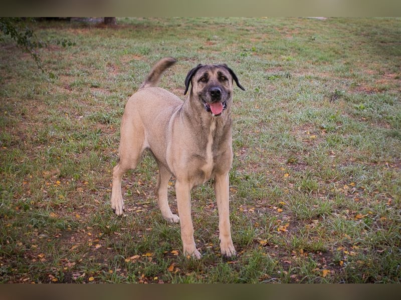 SILA - Wo sind meine Menschen mit Rasseerfahrung????