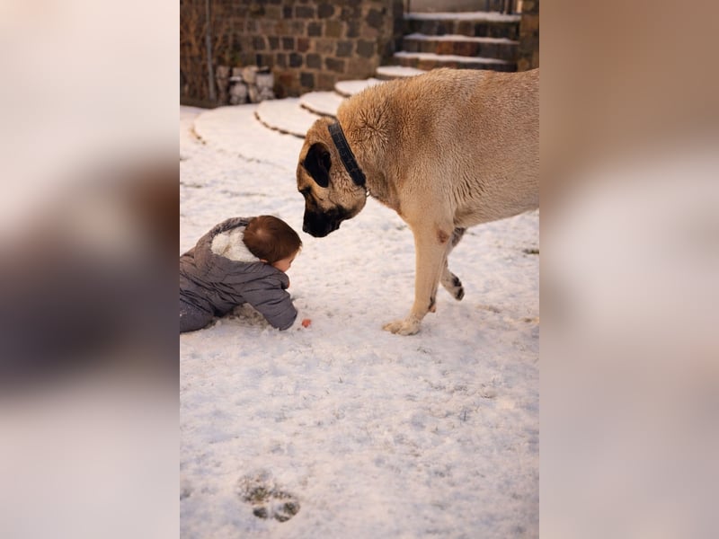 Kangal Hündin such ein liebevolles Zuhause