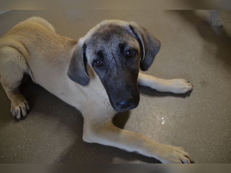 Kangal