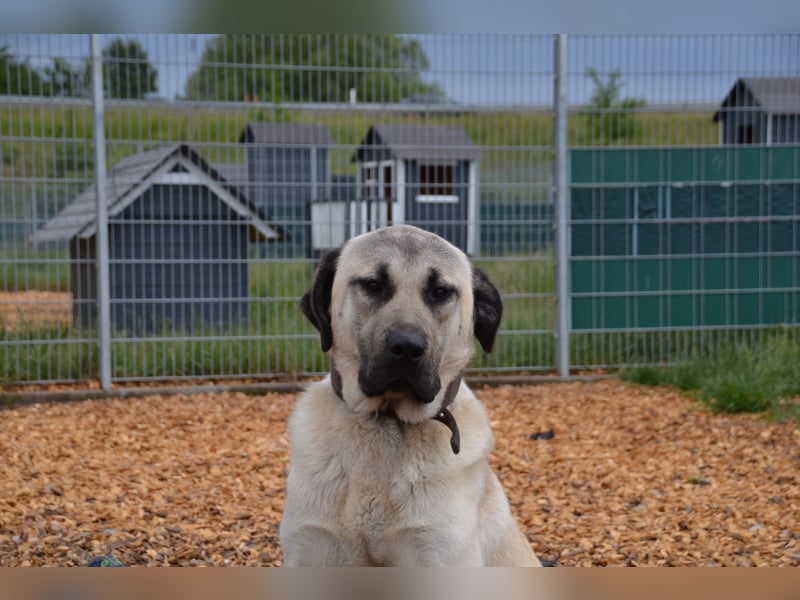 Kangal