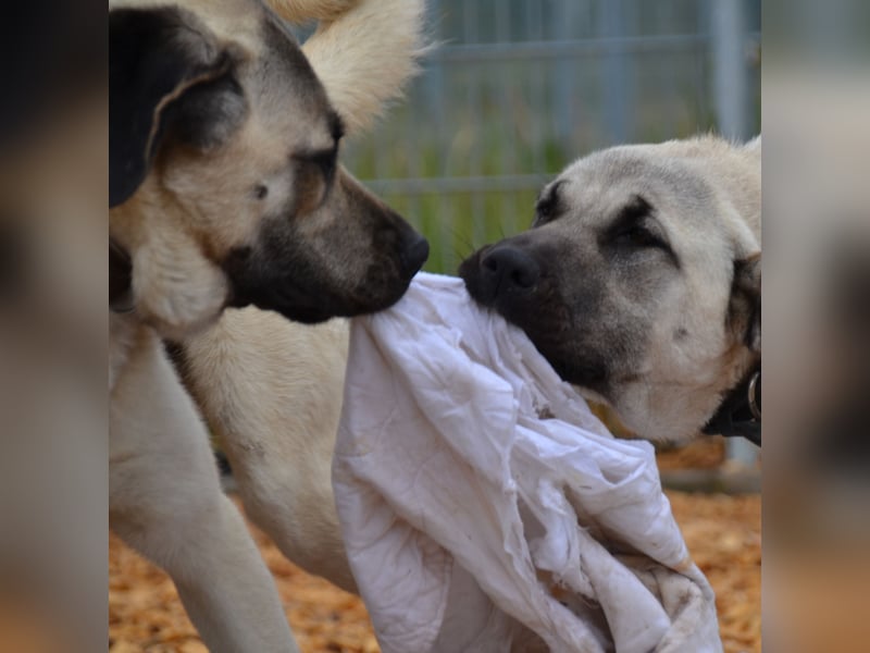 Kangal