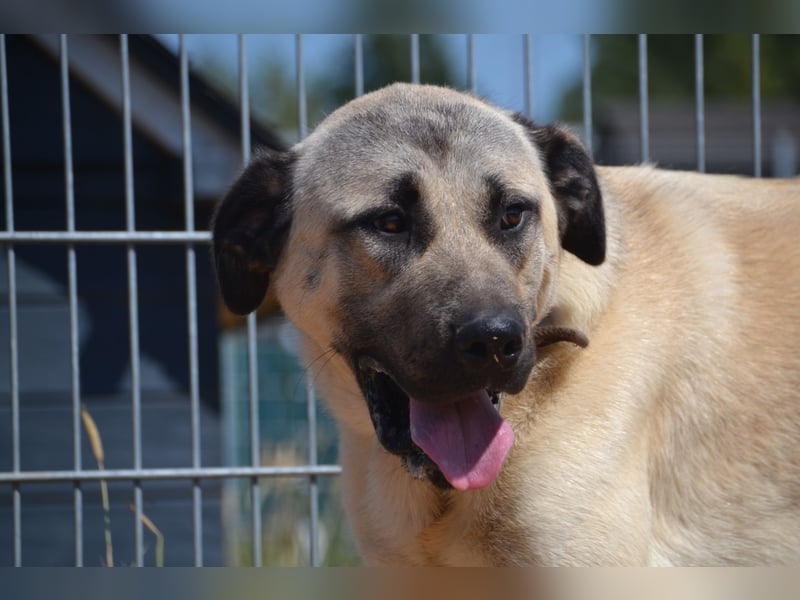 Kangal