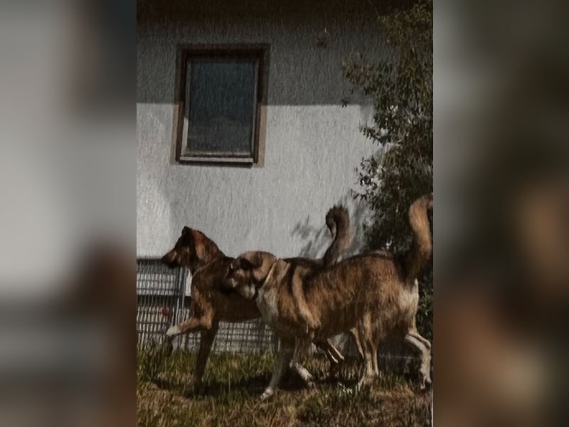 Tim und Mika suchen ein neues Zuhause!