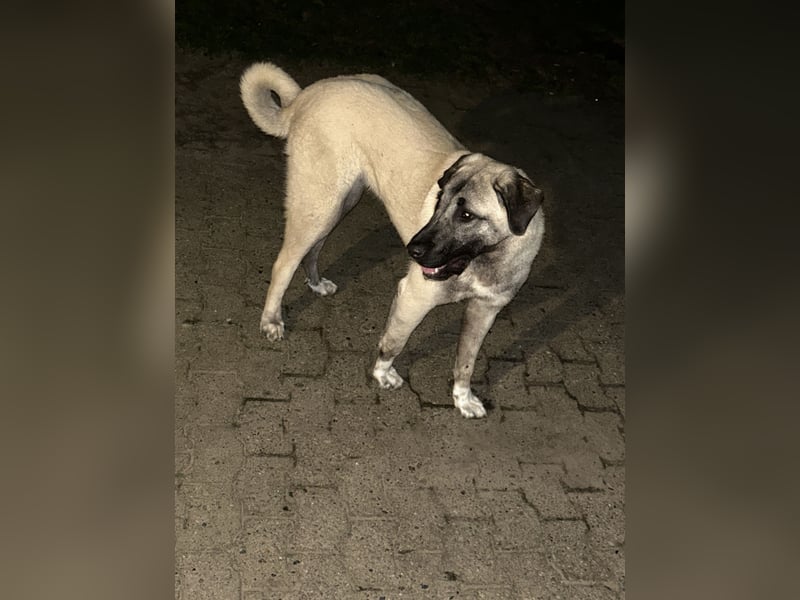 2 Kangal-Hündinnen in erfahrene Hände zu vermitteln